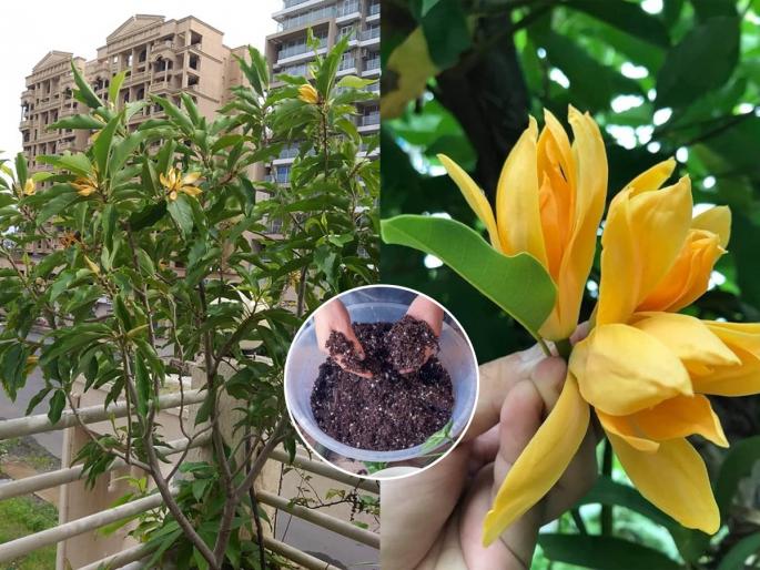 5 tips to grow sonchafa plant in pot, gardening tips for sonchafa plant, how to get maximum flowers from sonchafa plant  | कोण म्हणतं सोनचाफा कुंडीत वाढत नाही? ५ टिप्स- सोनचाफ्यानं डवरेल इटूकलं झाडं-गंधानं भरेल घर