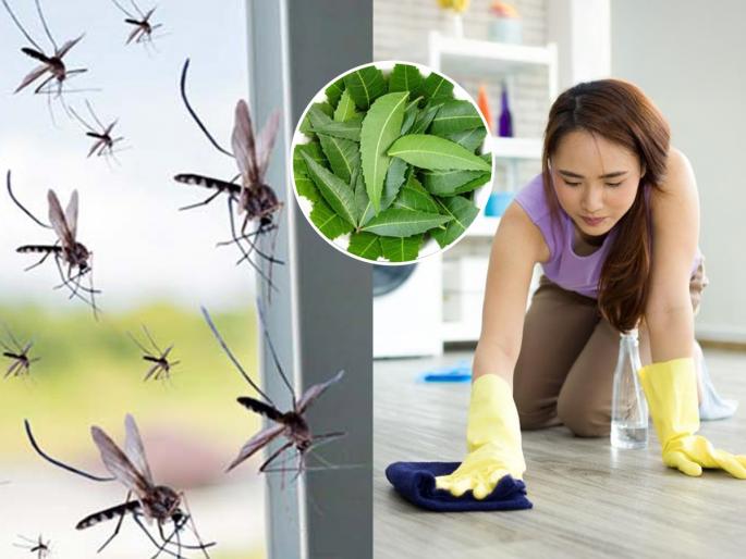 5 Ways to Use Neem Leaves to Get Rid of Mosquitoes 5 Ways to Use Neem Leaves to Get Rid of Mosquitoes Mosquito killer using neem extract | कडुलिंबाची पाने ५ प्रकारे वापरा, डास-माशा पळतील दूर, घरात वाटेल प्रसन्न रोज...