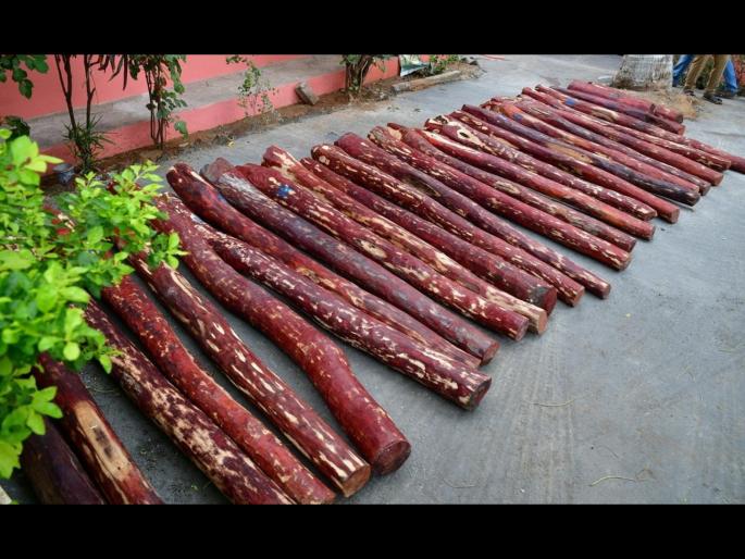 Assets worth 72 crore seized from blood sandalwood smuggler - ED action | रक्त चंदन तस्कराची ७२ कोटींची मालमत्ता जप्त - ईडीची कारवाई Assets worth 72 crore seized from blood sandalwood smuggler - ED action | रक्त चंदन तस्कराची ७२ कोटींची मालमत्ता जप्त - ईडीची कारवाई