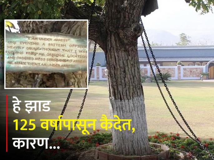 Peshawar tree arrest for 125 years drunk British officer arrest tree | 125 वर्षापासून कैदेत आहे हे झाड, एका सनकी इंग्रज अधिकाऱ्याचा कारनामा Peshawar tree arrest for 125 years drunk British officer arrest tree | 125 वर्षापासून कैदेत आहे हे झाड, एका सनकी इंग्रज अधिकाऱ्याचा कारनामा