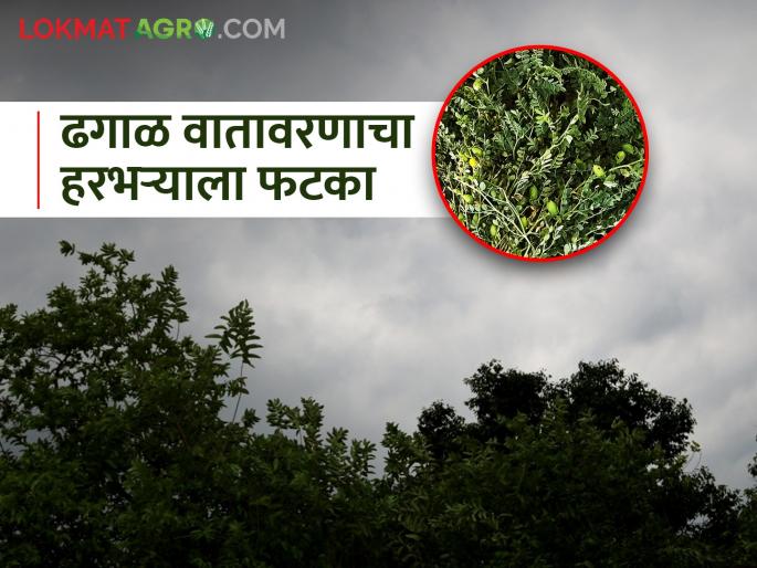 The gram crop damaged due to bad weather is again hit by cloudy weather | अवकाळीमुळे खराब झालेल्या हरभरा पिकाला पुन्हा ढगाळ वातावरणाचा फटका The gram crop damaged due to bad weather is again hit by cloudy weather | अवकाळीमुळे खराब झालेल्या हरभरा पिकाला पुन्हा ढगाळ वातावरणाचा फटका