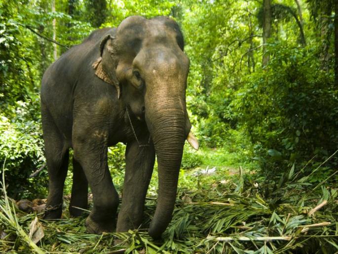 Elephants from Gadchiroli will be taken to Ambani Zoo in Gujarat | गडचिरोलीतील हत्ती नेणार गुजरातमधील अंबानी प्राणीसंग्रहालयात Elephants from Gadchiroli will be taken to Ambani Zoo in Gujarat | गडचिरोलीतील हत्ती नेणार गुजरातमधील अंबानी प्राणीसंग्रहालयात