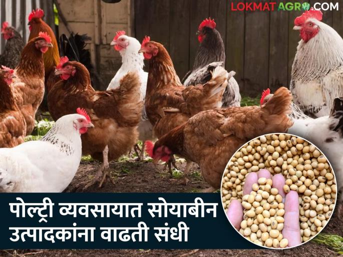 More demand for soybeans in poultry business, great opportunity for soybean farmers | पोल्ट्री व्यवसायात सोयाबीनची मागणी अधिक, सोयाबीन उत्पादक शेतकऱ्यांना मोठी संधी More demand for soybeans in poultry business, great opportunity for soybean farmers | पोल्ट्री व्यवसायात सोयाबीनची मागणी अधिक, सोयाबीन उत्पादक शेतकऱ्यांना मोठी संधी