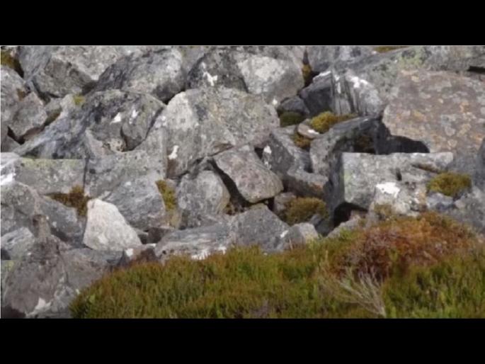 Optical Illusion : Can you spot a bird in optical illusion quiz image | तीक्ष्ण डोळे असणारेही शोधू शकत नाहीयेत या फोटोतील पक्षी, तुम्हीही ट्राय करा! Optical Illusion : Can you spot a bird in optical illusion quiz image | तीक्ष्ण डोळे असणारेही शोधू शकत नाहीयेत या फोटोतील पक्षी, तुम्हीही ट्राय करा!