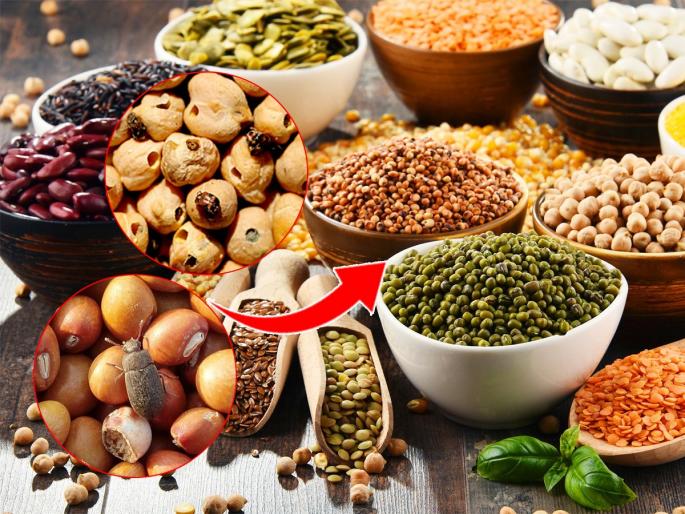 How To Store Dal Or Pulses For Long Time Tips and Tricks : Within a few days, the pulses get brown, the germs fall? 2 easy tricks, Insects will stays away | डाळींना बुरा लागतो, डाळीत किडे होतात अशावेळी काय करायचे? २ सोप्या ट्रिक्स, डाळी खराब होणार नाहीत