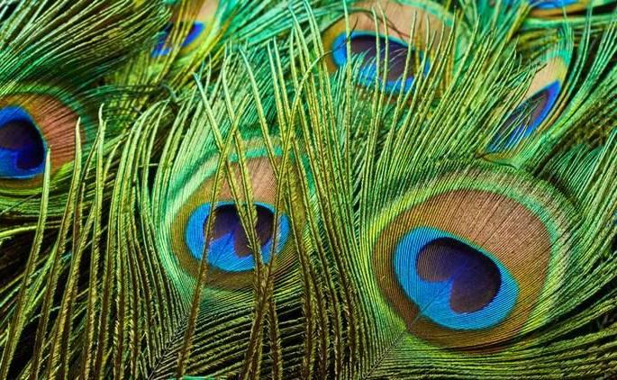 Inhuman; Peacocks are hunted by throwing urea into the water | अमानुष; मोरपंखांसाठी पाण्यात युरिया टाकून केली जाते मोरांची शिकार Inhuman; Peacocks are hunted by throwing urea into the water | अमानुष; मोरपंखांसाठी पाण्यात युरिया टाकून केली जाते मोरांची शिकार