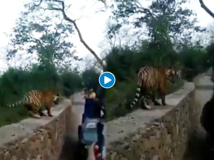 Tiger Vs human shocking video goes viral | VIDEO : अचानक समोर येऊन उभा राहिला वाघ, मग लोकांनी केला 'मुर्खपणा' Tiger Vs human shocking video goes viral | VIDEO : अचानक समोर येऊन उभा राहिला वाघ, मग लोकांनी केला 'मुर्खपणा'