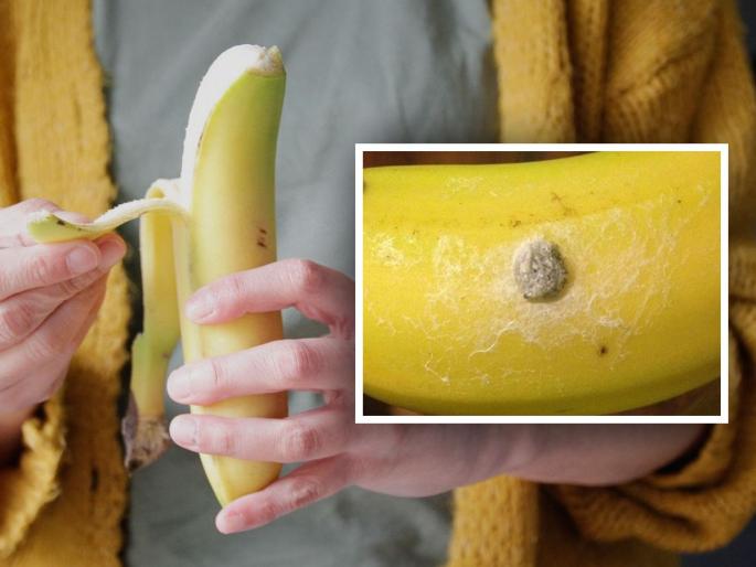 Banana Viral Video : Never eat banana with white spots that are actually spider nest | VIDEO : चुकूनही खाऊ नका अशी केळी, जीवघेणा ठरू शकतो हा पांढरा डाग Banana Viral Video : Never eat banana with white spots that are actually spider nest | VIDEO : चुकूनही खाऊ नका अशी केळी, जीवघेणा ठरू शकतो हा पांढरा डाग