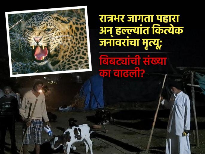 junnar pune leopard attack many animals killed 3 year child killed forest department | रात्रभर जागता पहारा अन् हल्ल्यांत कित्येक जनावरांचा मृत्यू; बिबट्यांची संख्या का वाढली? junnar pune leopard attack many animals killed 3 year child killed forest department | रात्रभर जागता पहारा अन् हल्ल्यांत कित्येक जनावरांचा मृत्यू; बिबट्यांची संख्या का वाढली?