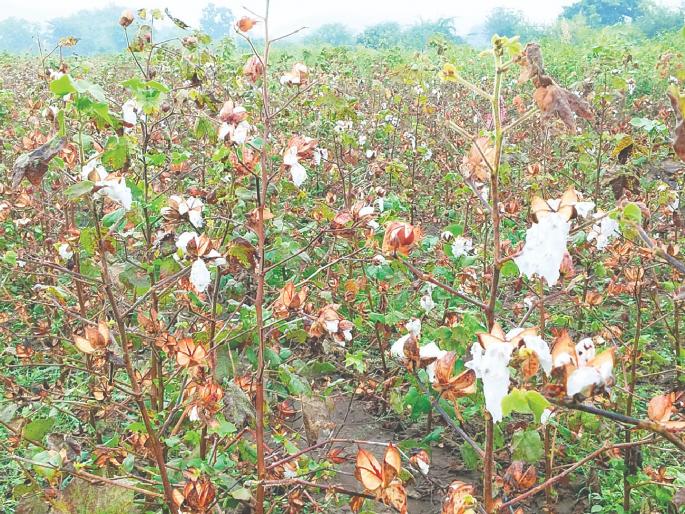 Unseasonal rain hit 63 thousand hectares Damage occurred in 832 villages | अवकाळी पावसाचा ६३ हजार हेक्टर क्षेत्राला फटका! ८३२ गावांमध्ये झाले नुकसान Unseasonal rain hit 63 thousand hectares Damage occurred in 832 villages | अवकाळी पावसाचा ६३ हजार हेक्टर क्षेत्राला फटका! ८३२ गावांमध्ये झाले नुकसान