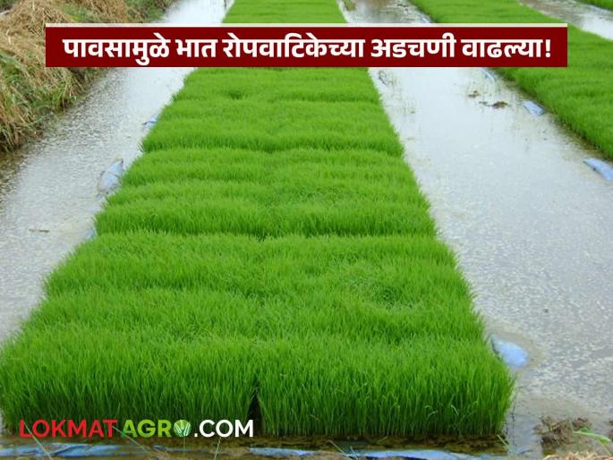 Monsoon Rain Early rains cause problems for rice nurseries; Will seed germination rate decrease? | Monsoon Rain : लवकर आलेल्या पावसामुळे भाताच्या नर्सरींना अडचणी; बियाणे उगवण्याचे प्रमाण घटणार? Monsoon Rain Early rains cause problems for rice nurseries; Will seed germination rate decrease? | Monsoon Rain : लवकर आलेल्या पावसामुळे भाताच्या नर्सरींना अडचणी; बियाणे उगवण्याचे प्रमाण घटणार?