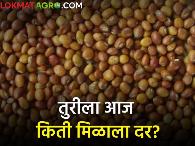 maharashtra agriculture farmer | जाणून घ्या आजचे तुरीचे दर maharashtra agriculture farmer | जाणून घ्या आजचे तुरीचे दर