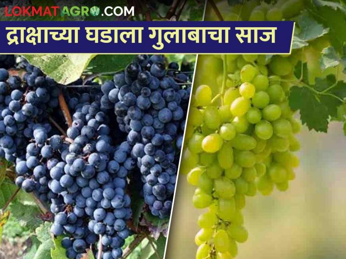 A red rose adorns the bunch of grapes; Green, black, red grapes bloom in the fruit market | द्राक्षांच्या घडाला चढला लाल गुलाबाचा साज; हिरव्या, काळ्या, लाल द्राक्षांनी फळबाजारात बहर A red rose adorns the bunch of grapes; Green, black, red grapes bloom in the fruit market | द्राक्षांच्या घडाला चढला लाल गुलाबाचा साज; हिरव्या, काळ्या, लाल द्राक्षांनी फळबाजारात बहर