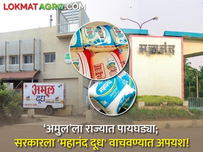 decision to transfer Mahanand milk Union to NDDB will give gujrat Amul a foothold in the state | ‘अमुल’ला राज्यात पायघड्या; सरकारला 'महानंद दूध' वाचवण्यात अपयश! decision to transfer Mahanand milk Union to NDDB will give gujrat Amul a foothold in the state | ‘अमुल’ला राज्यात पायघड्या; सरकारला 'महानंद दूध' वाचवण्यात अपयश!