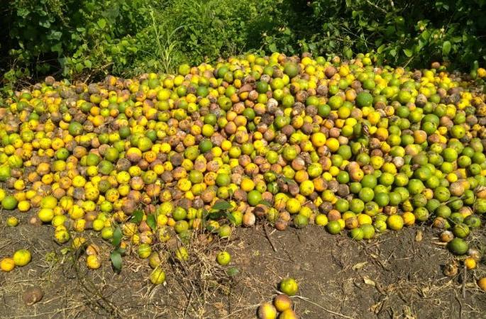Outbreaks of Phytophthora brown rot on Nagpuri citrus and oranges | नागपुरी मोसंबी व संत्र्यावर फायटोप्थोरा ब्राऊन रॉटचा प्रादुर्भाव Outbreaks of Phytophthora brown rot on Nagpuri citrus and oranges | नागपुरी मोसंबी व संत्र्यावर फायटोप्थोरा ब्राऊन रॉटचा प्रादुर्भाव