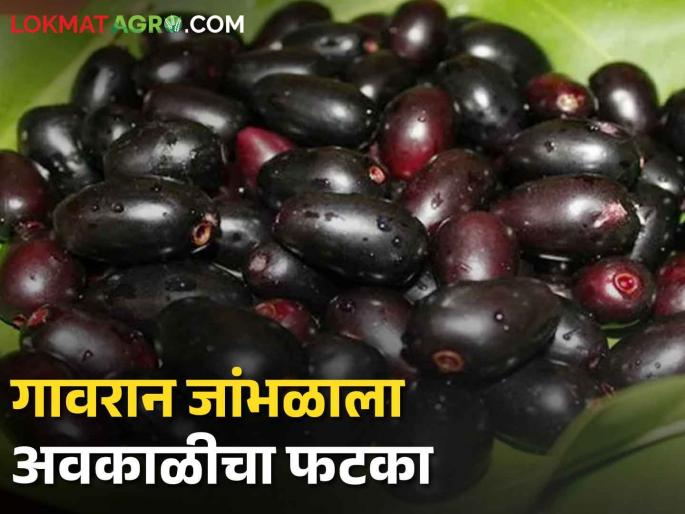 Gavranmewa Jamun was hit by unseasonal weather, the flowers fell, the sellers are waiting | गावरानमेवा जांभळाला अवकाळीचा फटका, फुलोरा गळून पडला, विक्रेते पाहताहेत वाट Gavranmewa Jamun was hit by unseasonal weather, the flowers fell, the sellers are waiting | गावरानमेवा जांभळाला अवकाळीचा फटका, फुलोरा गळून पडला, विक्रेते पाहताहेत वाट