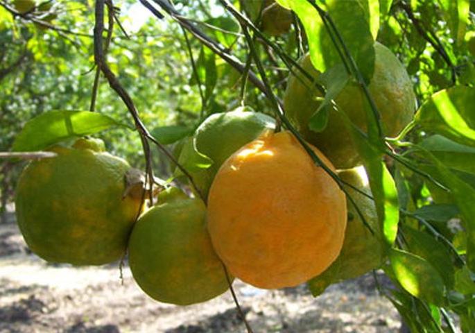 Geographical Nomination to Nagpuri Orange | नागपुरी संत्र्याला भौगोलिक नामांकन Geographical Nomination to Nagpuri Orange | नागपुरी संत्र्याला भौगोलिक नामांकन