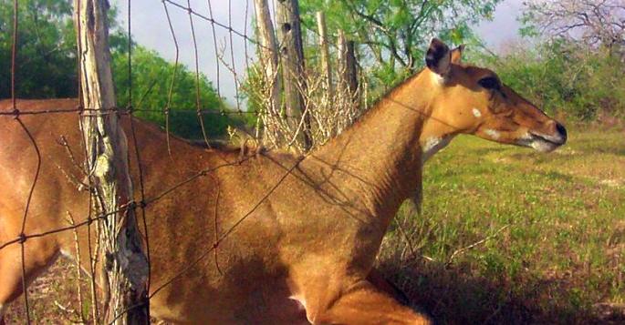 16 tigers, 8 bibs and 11 bears die in electric fencing | विजेच्या सापळ्यात १६ वाघ, ८ बिबट आणि ११ अस्वलांचा मृत्यू 16 tigers, 8 bibs and 11 bears die in electric fencing | विजेच्या सापळ्यात १६ वाघ, ८ बिबट आणि ११ अस्वलांचा मृत्यू