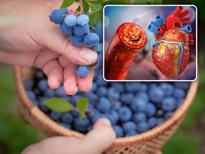 Doctor told to include 10 flavonols rich foods to increase longevity and life expectancy | 100 वर्ष जगण्याचा खास फंडा, हे फूड्स खाल तर दूर होईल अनेक समस्या Doctor told to include 10 flavonols rich foods to increase longevity and life expectancy | 100 वर्ष जगण्याचा खास फंडा, हे फूड्स खाल तर दूर होईल अनेक समस्या