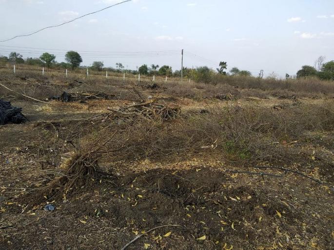 Crops in buldhana hit by heat & water shortage | बुलडाणा जिल्ह्यातील फळबागांवर दुष्काळाची कुऱ्हाड! Crops in buldhana hit by heat & water shortage | बुलडाणा जिल्ह्यातील फळबागांवर दुष्काळाची कुऱ्हाड!