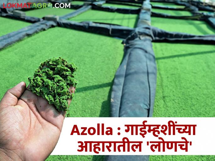 Azolla: 'pickles' in animal feed! Azolla causes 'so much' growth in animal milk | Azolla : जनावरांच्या आहारातील 'लोणचे'! अॅझोलामुळे जनावरांच्या दुधात होते 'इतकी' वाढ Azolla: 'pickles' in animal feed! Azolla causes 'so much' growth in animal milk | Azolla : जनावरांच्या आहारातील 'लोणचे'! अॅझोलामुळे जनावरांच्या दुधात होते 'इतकी' वाढ