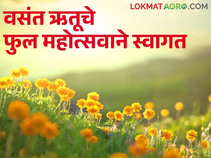 Fantastic view of hundreds of colorful flowers! Do you know about these flower festivals in India? | रंगीबेरंगी शेकडो फुलांचा विलक्षण नजारा! भारतातील या फुल महोत्सवांविषयी तुम्हाला माहितीये का?