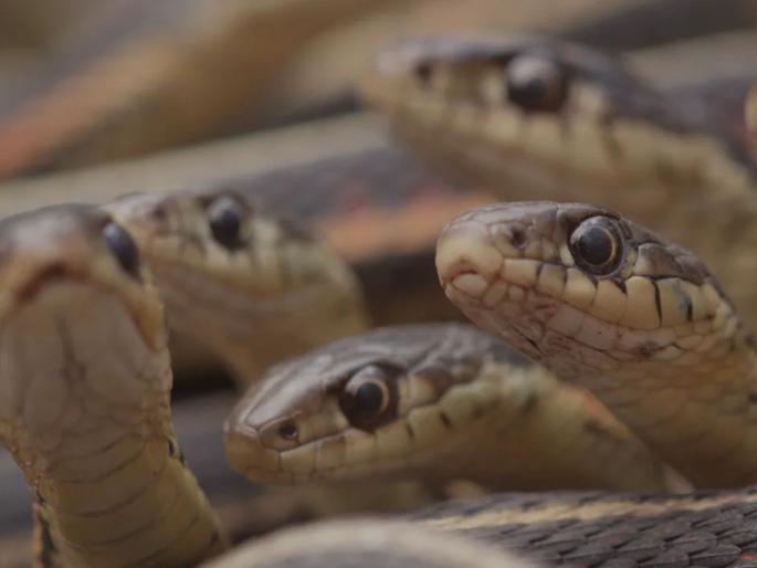 Snake Attack in US: 124 snakes in the house; The police were shocked to see the scene body of dead man in Maryland home | Snake Attack in US: घरात व्यक्तीचा मृतदेह अन् आजुबाजुला १२४ साप; दृष्य पाहून पोलिसही हादरले Snake Attack in US: 124 snakes in the house; The police were shocked to see the scene body of dead man in Maryland home | Snake Attack in US: घरात व्यक्तीचा मृतदेह अन् आजुबाजुला १२४ साप; दृष्य पाहून पोलिसही हादरले