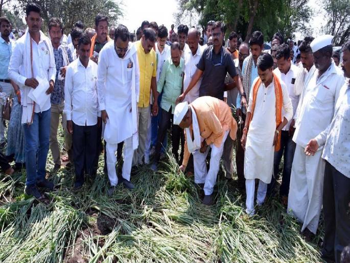 Agriculture Minister Abdul Sattar has ordered an objective assessment of crop damage | पिकांच्या नुकसानाचे वस्तुनिष्ठ पंचनामे करा - अब्दुल सत्तार Agriculture Minister Abdul Sattar has ordered an objective assessment of crop damage | पिकांच्या नुकसानाचे वस्तुनिष्ठ पंचनामे करा - अब्दुल सत्तार