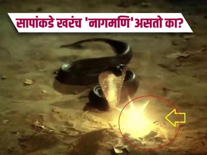 The myth of snake stones or black stones | सापांकडे खरंच 'नागमणि' असतो का? यावर विज्ञान काय म्हणतं, जाणून घ्या सत्य