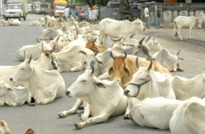 Cattle live on the Nagpur-Amravati state highway; Invitation to an accident | नागपूर-अमरावती राज्यमहामार्गावरच उभी राहतात गुरे; अपघाताला निमंत्रण Cattle live on the Nagpur-Amravati state highway; Invitation to an accident | नागपूर-अमरावती राज्यमहामार्गावरच उभी राहतात गुरे; अपघाताला निमंत्रण