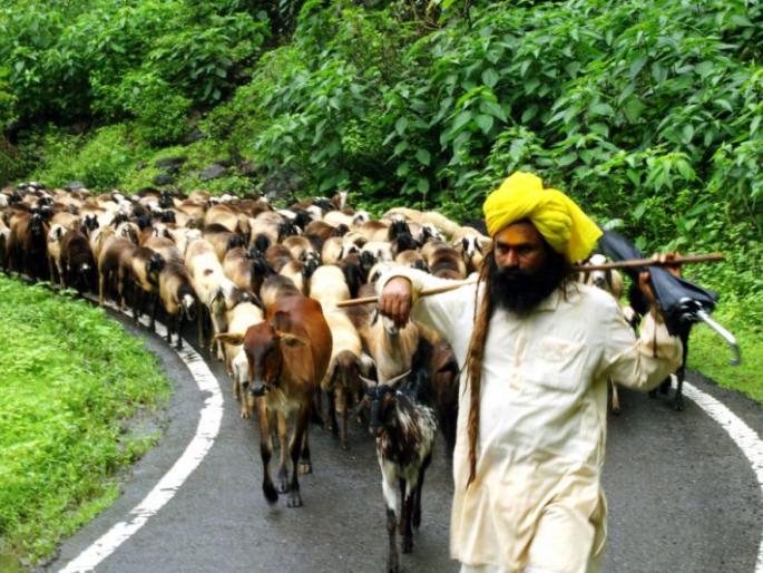 Dhangar will be on the road again | धनगर पुन्हा उतरणार रस्त्यावर Dhangar will be on the road again | धनगर पुन्हा उतरणार रस्त्यावर