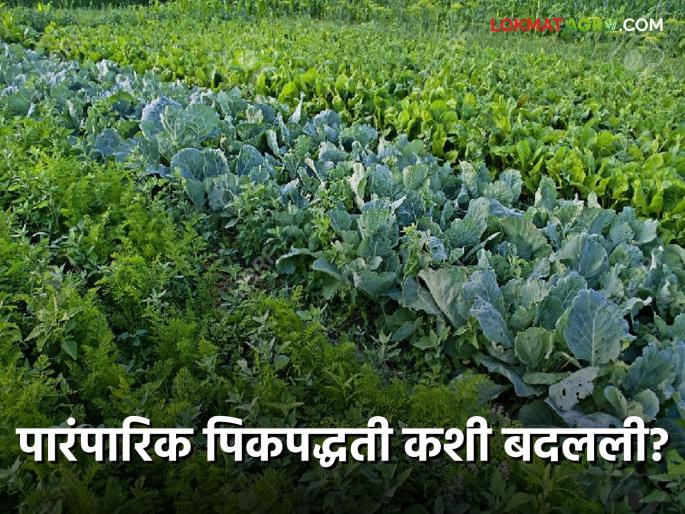 How has the cropping system in the state changed in the last six and a half decades Maharashtra Crop Pattern | मागच्या साडेसहा दशकात कशी बदलली राज्यातील पीक पद्धती? काय झाले बदल? | Maharashtra Crop Pattern How has the cropping system in the state changed in the last six and a half decades Maharashtra Crop Pattern | मागच्या साडेसहा दशकात कशी बदलली राज्यातील पीक पद्धती? काय झाले बदल? | Maharashtra Crop Pattern