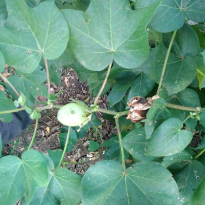 Awareness campaign for the control of pink bond larvae | गुलाबी बोंड अळींच्या नियंत्रणासाठी चित्ररथाद्वारे जनजागृती मोहिम Awareness campaign for the control of pink bond larvae | गुलाबी बोंड अळींच्या नियंत्रणासाठी चित्ररथाद्वारे जनजागृती मोहिम