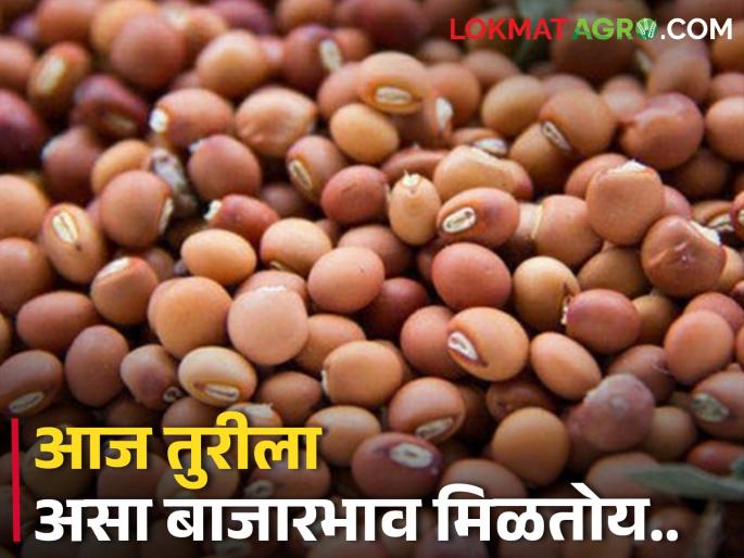 Tur market today: 4884 quintal tur arrival in the morning session in the state, what is the price? | Tur market today: राज्यात सकाळच्या सत्रात ४८८४ क्विंटल तूरीची आवक, काय मिळतोय भाव? Tur market today: 4884 quintal tur arrival in the morning session in the state, what is the price? | Tur market today: राज्यात सकाळच्या सत्रात ४८८४ क्विंटल तूरीची आवक, काय मिळतोय भाव?