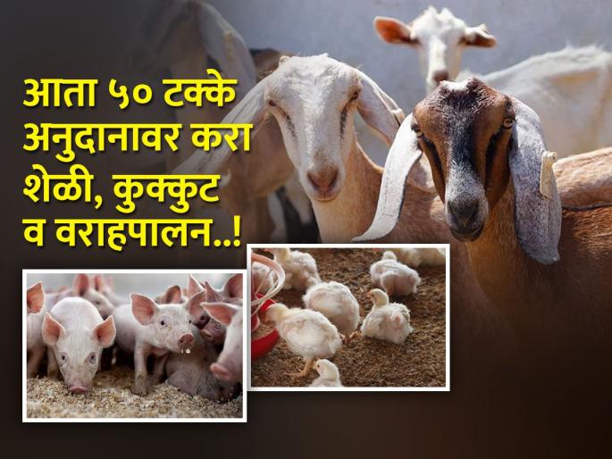 Animal husbandry as a supplement to agriculture, these schemes provide benefits on subsidy | शेतीला जाेडधंदा म्हणून पशुपालन करताय? अनुदानावर या योजना देतात लाभ Animal husbandry as a supplement to agriculture, these schemes provide benefits on subsidy | शेतीला जाेडधंदा म्हणून पशुपालन करताय? अनुदानावर या योजना देतात लाभ