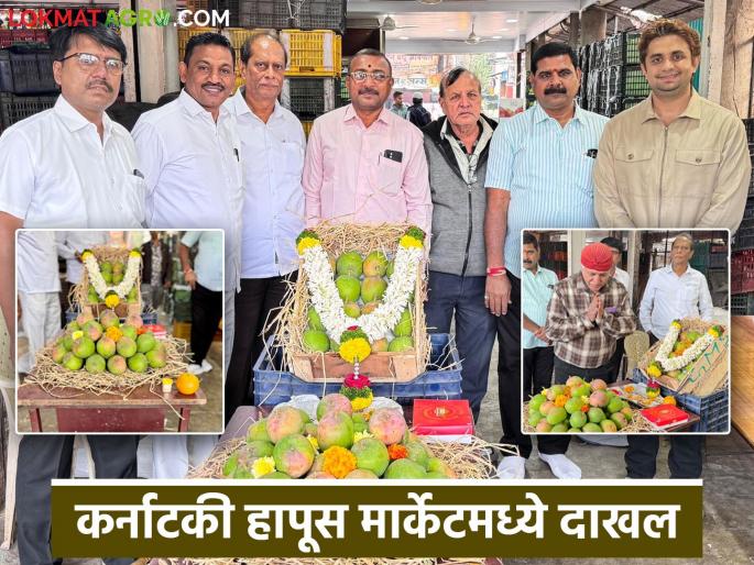 Karnatak Hapus Mango The first box of Karnataka Hapus Mango has arrived at Pune Market Yard! | Karnatak Hapus Mango : कर्नाटक हापूस आंब्याची पहिली पेटी पुणे मार्केट यार्डमध्ये दाखल! Karnatak Hapus Mango The first box of Karnataka Hapus Mango has arrived at Pune Market Yard! | Karnatak Hapus Mango : कर्नाटक हापूस आंब्याची पहिली पेटी पुणे मार्केट यार्डमध्ये दाखल!
