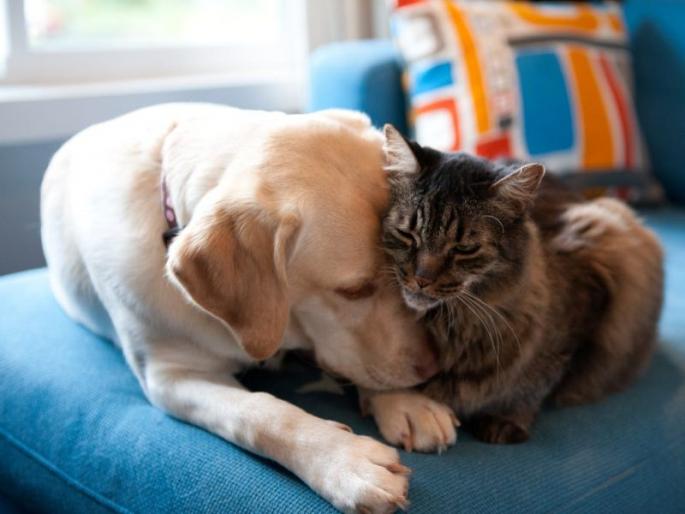... animals are not likely to be infected with corona | ... प्राण्यांना कोरोनाची लागण होण्याची शक्यता नाहीच ... animals are not likely to be infected with corona | ... प्राण्यांना कोरोनाची लागण होण्याची शक्यता नाहीच