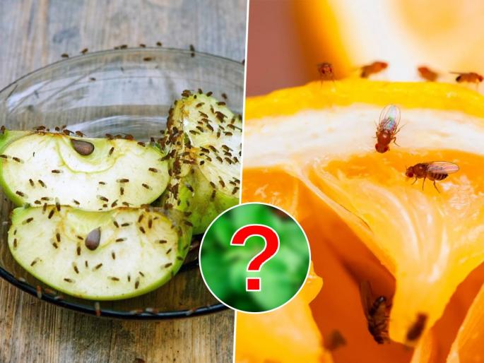 Easy Solutions for Monsoon Chilte Flies Problem : Are you surprised that the whole house gets Flies during the rainy season? 5 easy solutions to get rid of chilts... | पावसाळ्यात घरभर चिलटं झाल्याने हैराण झालात? ५ सोपे उपाय, चिलटांचा उपद्रव होईल बंद
