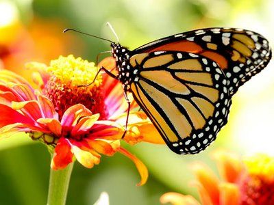 Butterflies will only look good if organic farming is promoted! | पर्यावरणोत्सव; सेंद्रीय शेतीला प्रोत्साहन दिले तरच फुलपाखरू छान दिसेल ! Butterflies will only look good if organic farming is promoted! | पर्यावरणोत्सव; सेंद्रीय शेतीला प्रोत्साहन दिले तरच फुलपाखरू छान दिसेल !
