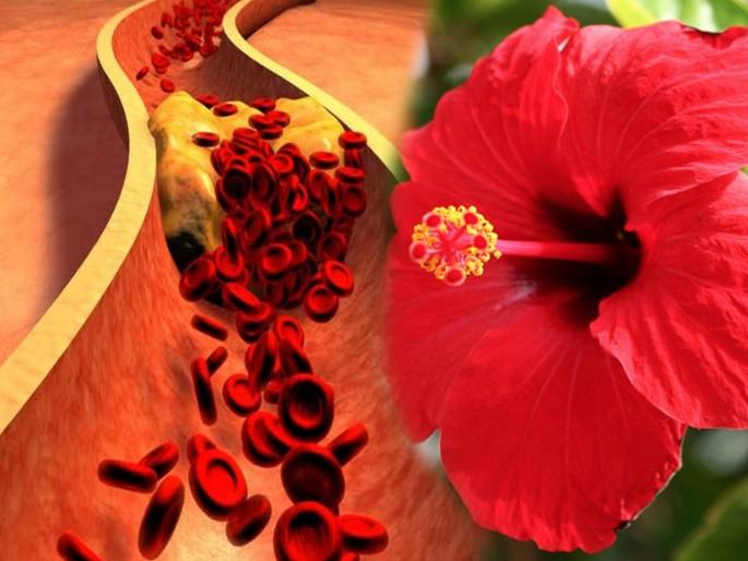 According to a study hibiscus flower can reduce bad cholesterol naturally | नसांमध्ये चिकटलेलं बॅड कोलेस्ट्रॉल बाहेर काढतं घरातील हे फूल, जाणून घ्या वापराची पद्धत