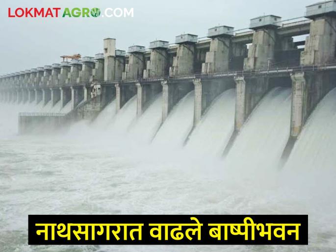 The rate of evaporation in Nathsagar increased in severe winter, what is the water storage of Jayakwadi? | कडाक्याच्या थंडीत नाथसागरातील बाष्पीभवनाचा वेग वाढला, जायकवाडीचा पाणीसाठा किती? The rate of evaporation in Nathsagar increased in severe winter, what is the water storage of Jayakwadi? | कडाक्याच्या थंडीत नाथसागरातील बाष्पीभवनाचा वेग वाढला, जायकवाडीचा पाणीसाठा किती?