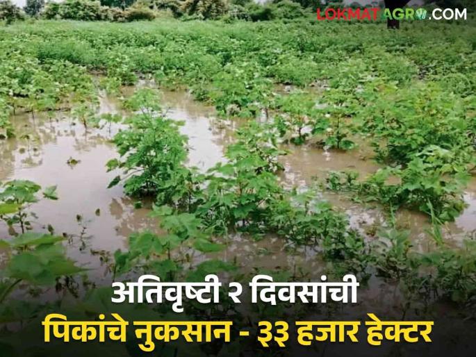 Crop Damage Crops on 33 thousand hectares under water in 2 days; How much damage was done where? | Crop Damage : २ दिवसांत ३३ हजार हेक्टरवरील पिके पाण्याखाली; कुठे किती झाले नुकसान? Crop Damage Crops on 33 thousand hectares under water in 2 days; How much damage was done where? | Crop Damage : २ दिवसांत ३३ हजार हेक्टरवरील पिके पाण्याखाली; कुठे किती झाले नुकसान?