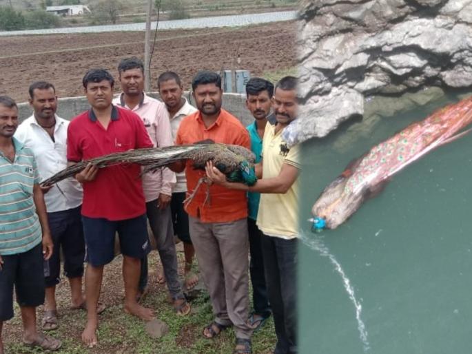 Video: Villagers save peacock from falling into well; Admirable work on Environment Day | Video: विहिरीत पडलेल्या मोराला ग्रामस्थांनी दिलं जीवदान; पर्यावरणदिनी कौतुकास्पद कार्य Video: Villagers save peacock from falling into well; Admirable work on Environment Day | Video: विहिरीत पडलेल्या मोराला ग्रामस्थांनी दिलं जीवदान; पर्यावरणदिनी कौतुकास्पद कार्य