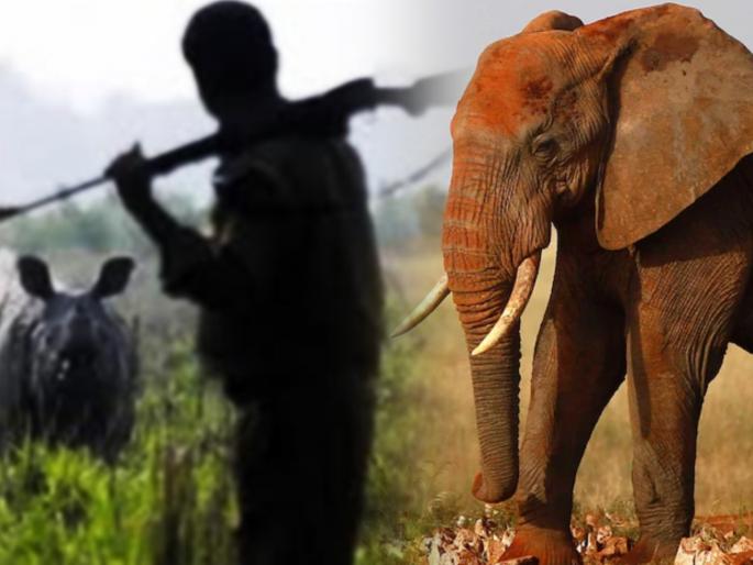 Suspected rhino poacher killed by elephant stampede in South Africa | चुकीला माफी नाही! गेंड्याच्या शिकारीचा प्लॅन पडला महागात, हत्तीच्या पायाखाली येऊन गमावला जीव! Suspected rhino poacher killed by elephant stampede in South Africa | चुकीला माफी नाही! गेंड्याच्या शिकारीचा प्लॅन पडला महागात, हत्तीच्या पायाखाली येऊन गमावला जीव!