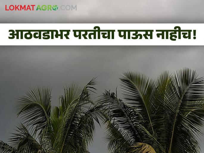 Monsoon Rain return of rain in Rajasthan There is less chance of rain in Maharashtra for another week | Monsoon Rain : राजस्थानात परतीच्या पावसाला सुरूवात! महाराष्ट्रात अजून आठवडाभर परतीच्या पावसाची शक्यता कमी Monsoon Rain return of rain in Rajasthan There is less chance of rain in Maharashtra for another week | Monsoon Rain : राजस्थानात परतीच्या पावसाला सुरूवात! महाराष्ट्रात अजून आठवडाभर परतीच्या पावसाची शक्यता कमी