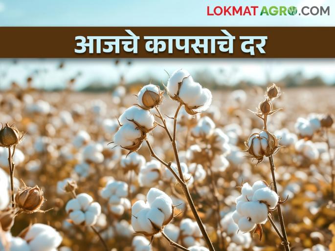 maharashtra agriculture farmer today How much did cotton get today market yard | आज कापसाला किती मिळाला दर? जाणून घ्या maharashtra agriculture farmer today How much did cotton get today market yard | आज कापसाला किती मिळाला दर? जाणून घ्या