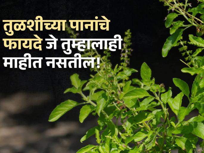 Health benefits of tulsi or basil | अनेक गंभीर आजारांपासून बचाव करू शकतात तुळशीची पाने, फायदे वाचून व्हाल अवाक्! Health benefits of tulsi or basil | अनेक गंभीर आजारांपासून बचाव करू शकतात तुळशीची पाने, फायदे वाचून व्हाल अवाक्!