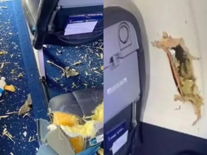 Shocking pics Large bird hit the Airplane and crash window | पक्षाची विमानाला धडक! प्लेनची झाली अशी भयानक अवस्था; पाहून तुमचा विश्वास बसणार नाही Shocking pics Large bird hit the Airplane and crash window | पक्षाची विमानाला धडक! प्लेनची झाली अशी भयानक अवस्था; पाहून तुमचा विश्वास बसणार नाही