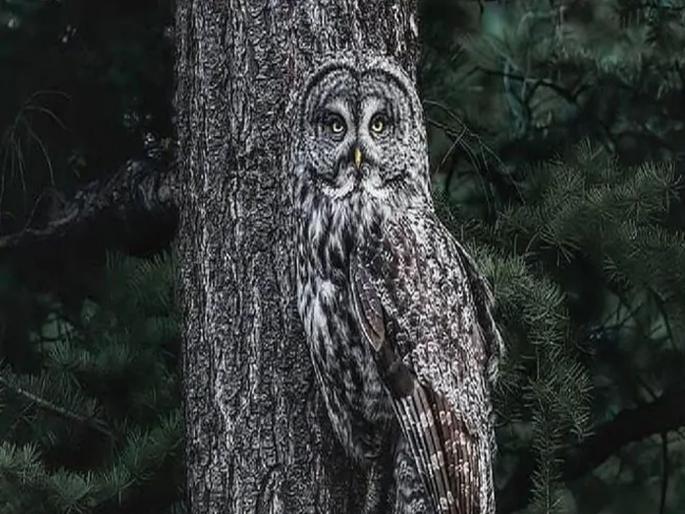 Can you spot the owl hiding in the trees pics goes viral myb | मस्तच! झाडाच्या खोडावरचं घुबड सोशल मीडियावर होतंय व्हायरल; कोणी टिपलंय हे दुर्मिळ दृश्य? Can you spot the owl hiding in the trees pics goes viral myb | मस्तच! झाडाच्या खोडावरचं घुबड सोशल मीडियावर होतंय व्हायरल; कोणी टिपलंय हे दुर्मिळ दृश्य?