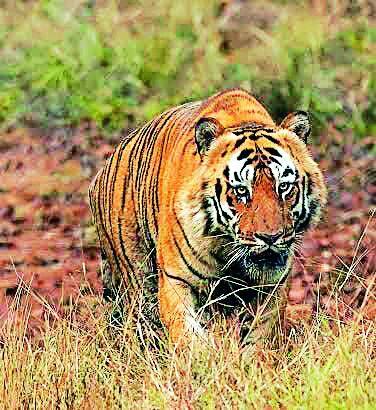 'Khali' Tiger from Tadoba dies in Gorewada, Nagpur | ताडोबातील ‘खली’चा नागपूरच्या गोरेवाडात मृत्यू 'Khali' Tiger from Tadoba dies in Gorewada, Nagpur | ताडोबातील ‘खली’चा नागपूरच्या गोरेवाडात मृत्यू